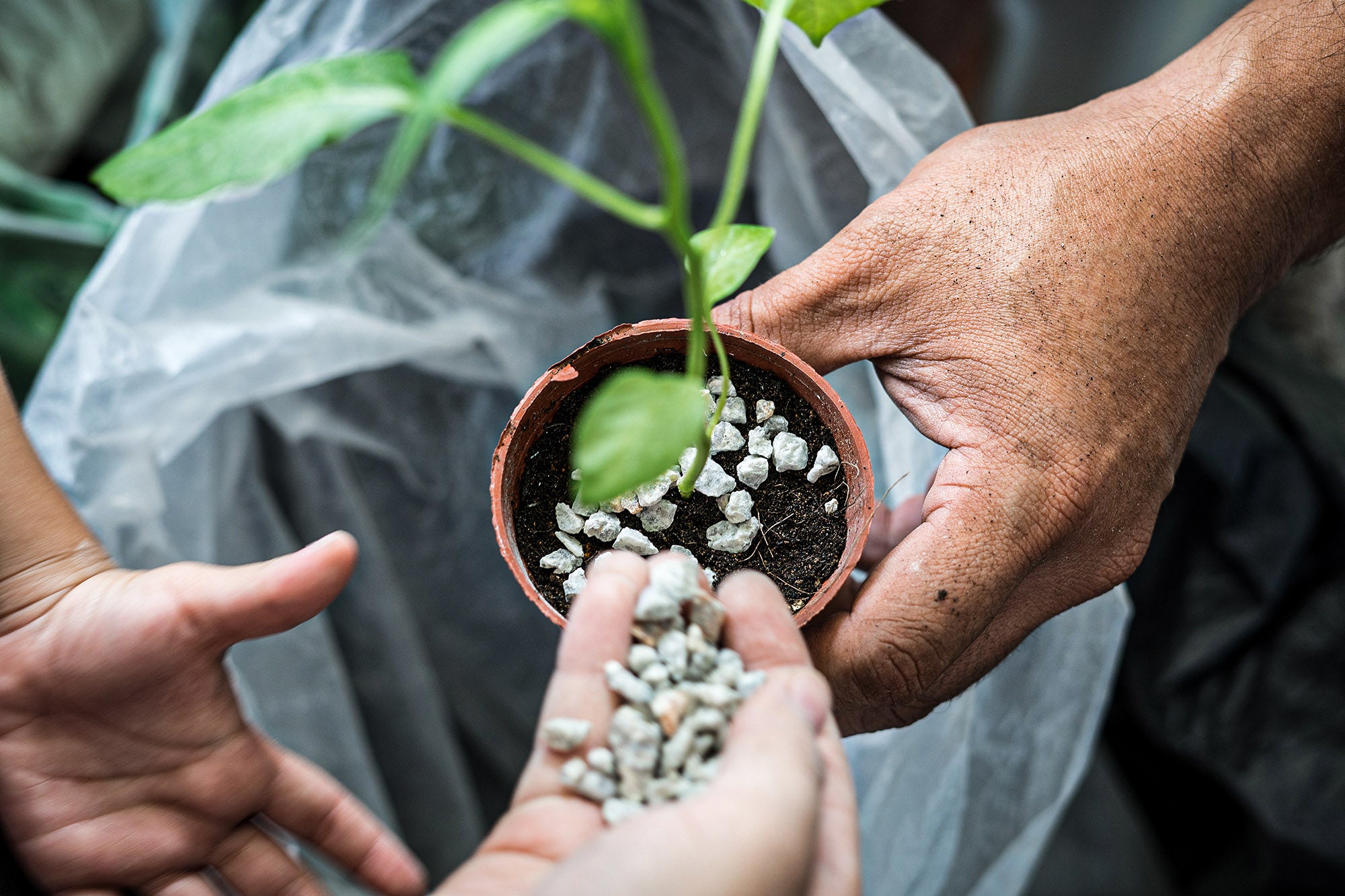 Hoe kweektenten je planten harder laten groeien met de juiste voedingsbodems